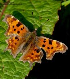 Comma 1